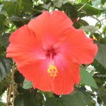 Tropical_hibiscus